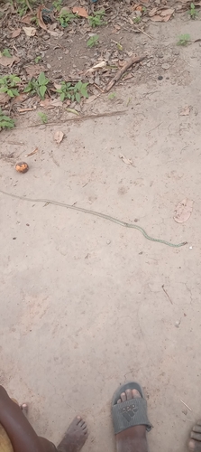 Spotted Bush Snake