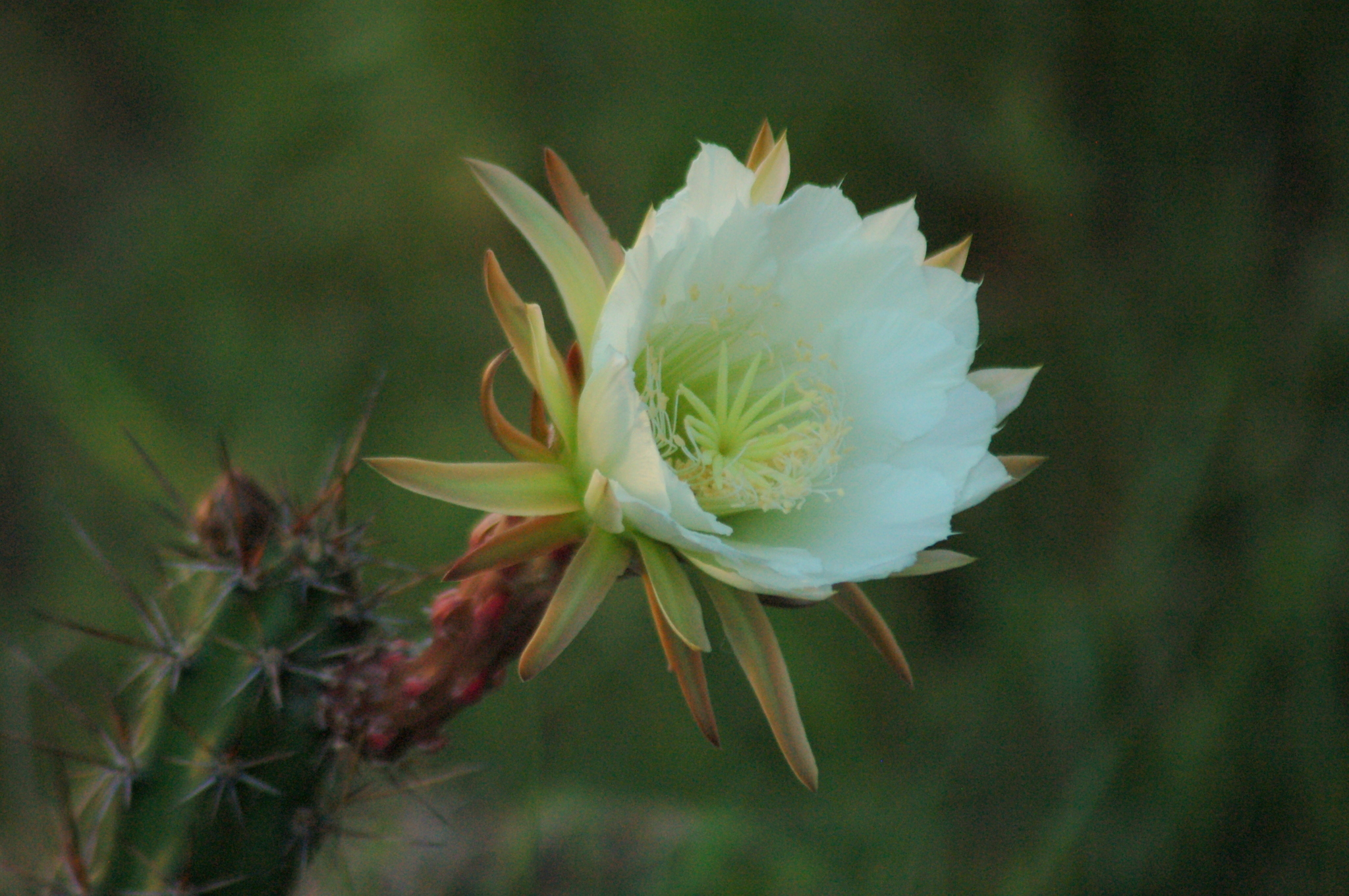 Harrisia pomanensis