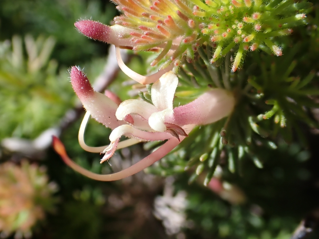 Jugflowers