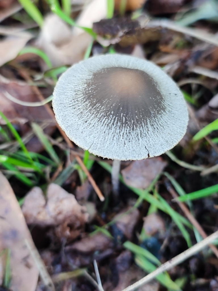 Psathyrella · December 2025 · photo: © niichneumon (iNaturalist, cc0)