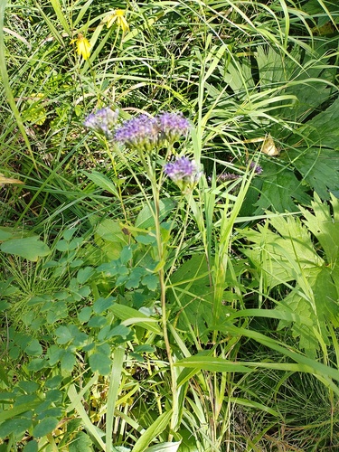 Saussurea parviflora, photograph 4