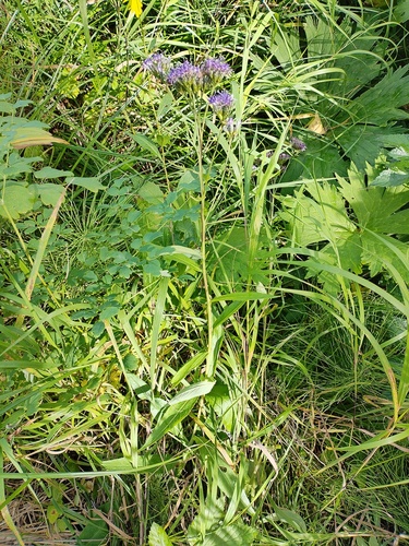 Saussurea parviflora, photograph 5