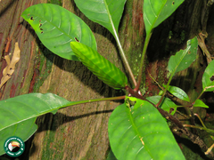 Aphelandra prismatica