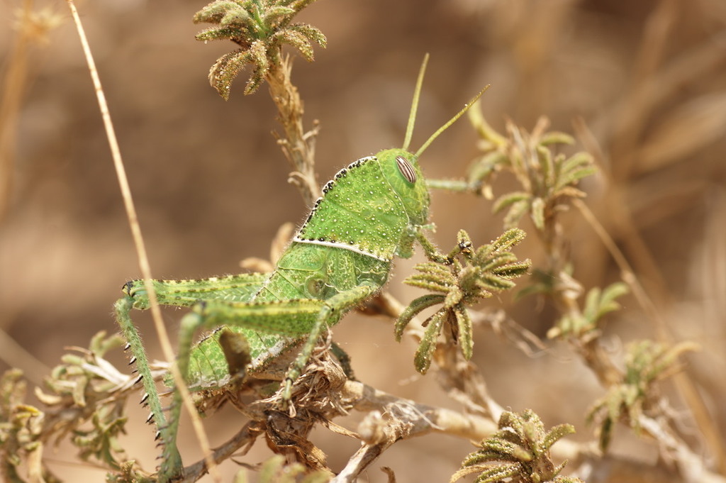 Bird Grasshoppers