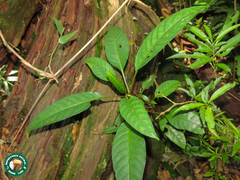 Aphelandra prismatica