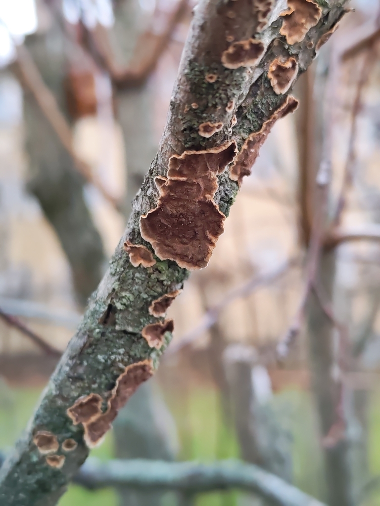 Hydnoporia tabacina · December 2025 · photo: © terolinjama (iNaturalist, cc0)