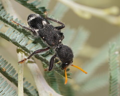 Trogodendron fasciculatum