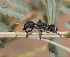 Trogodendron fasciculatum