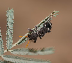 Trogodendron fasciculatum