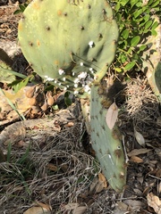 Dactylopius confusus