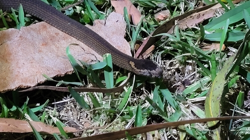Golden-crowned Snake sighting