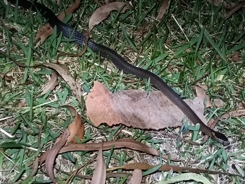 Golden-crowned Snake sighting