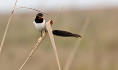 Alectrurus risora