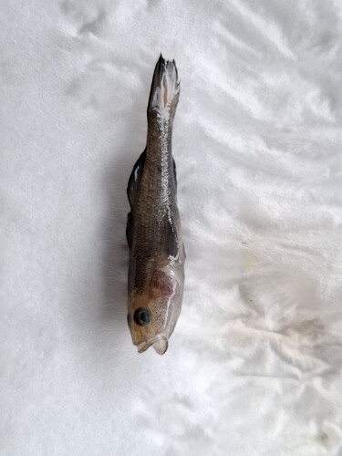 Sarasin's goby (Mugilogobius sarasinorum) — Gobiidae — 3