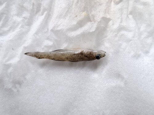 Sarasin's goby (Mugilogobius sarasinorum) — Gobiidae — 2