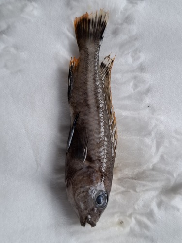 Melanochromis auratus