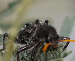 Trogodendron fasciculatum