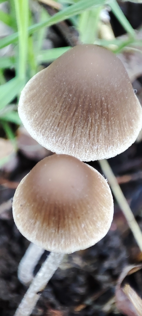 Psathyrella