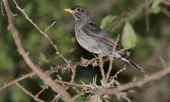 Turdus nigriceps