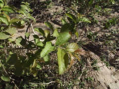 Casearia nitida