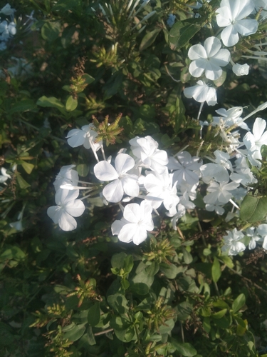 blue plumbago