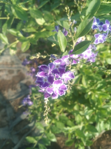 Skyflower