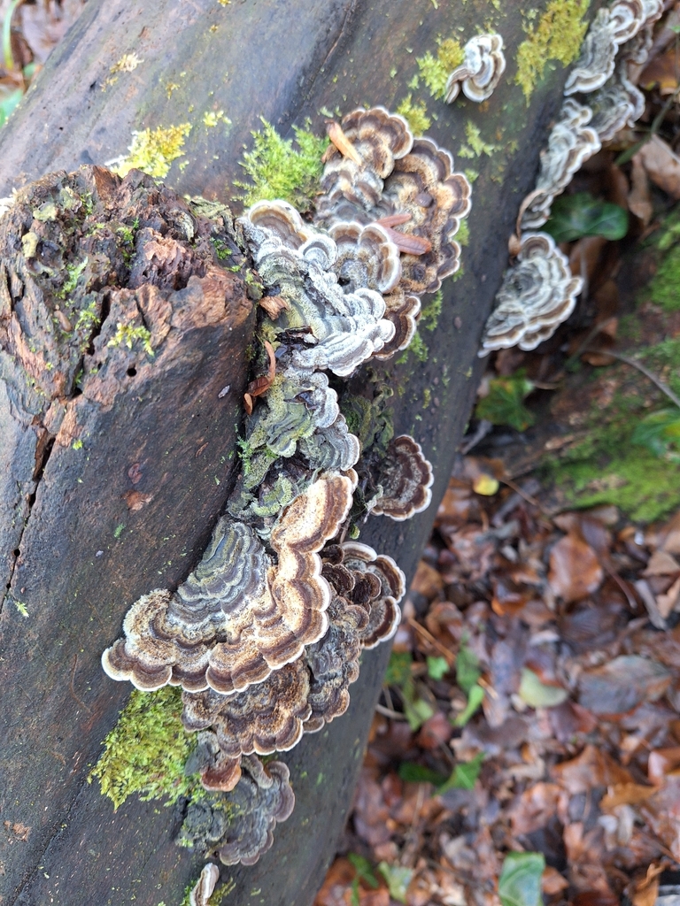 Auricularia mesenterica · December 2025 · photo: © istvan__kovacs (iNaturalist, cc0)