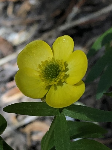 Eschscholtz's Buttercup (Ranunculus eschscholtzii)