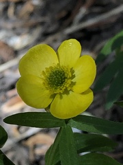 Ranunculus eschscholtzii, photograph (c) Jared Shorma, some rights reserved (CC BY)