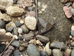 Litobrancha recurvata