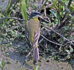 Motacilla flava cinereocapilla