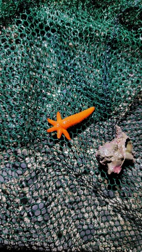 Luzon Sea Star