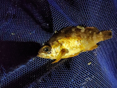 Dark-banded rockfish (Sebastes inermis) — Sebastidae