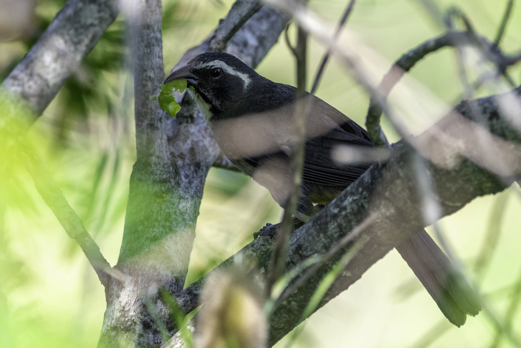 Green-winged Saltator