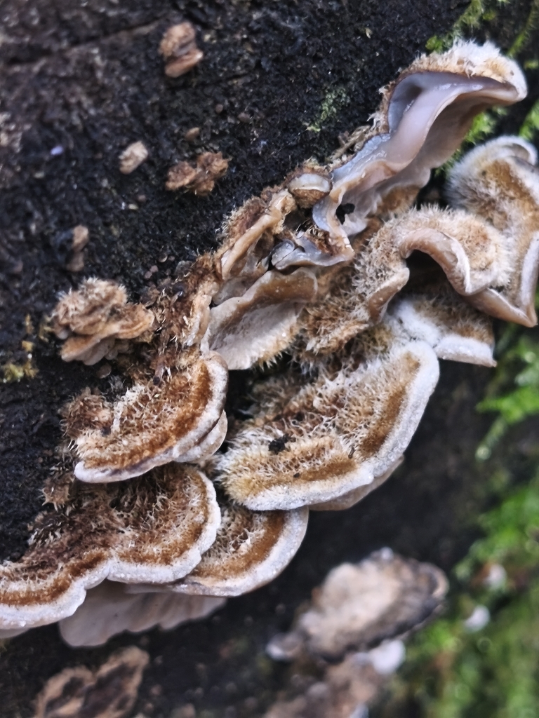 Auricularia mesenterica · December 2025 · photo: © mycototor (iNaturalist, cc-by)