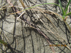 Anoteropsis litoralis