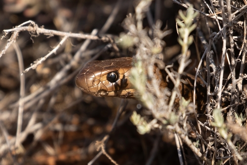 Eastern Brown Snake sighting