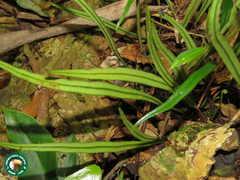 Elaphoglossum glabellum