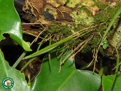 Elaphoglossum glabellum