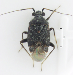 Charagochilus