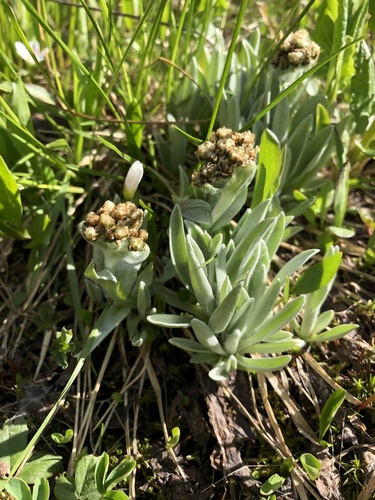 White-margined Pussytoes (Antennaria lanata)