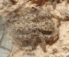 Platycryptus arizonensis