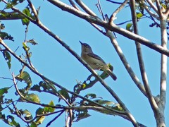 Zosterops maderaspatanus