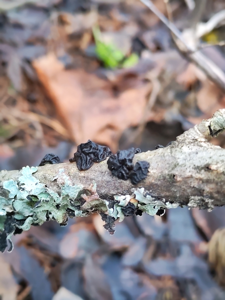 Exidia nigricans · December 2025 · photo: © terolinjama (iNaturalist, cc0)