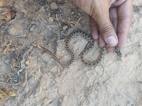 Horseshoe Whip Snake