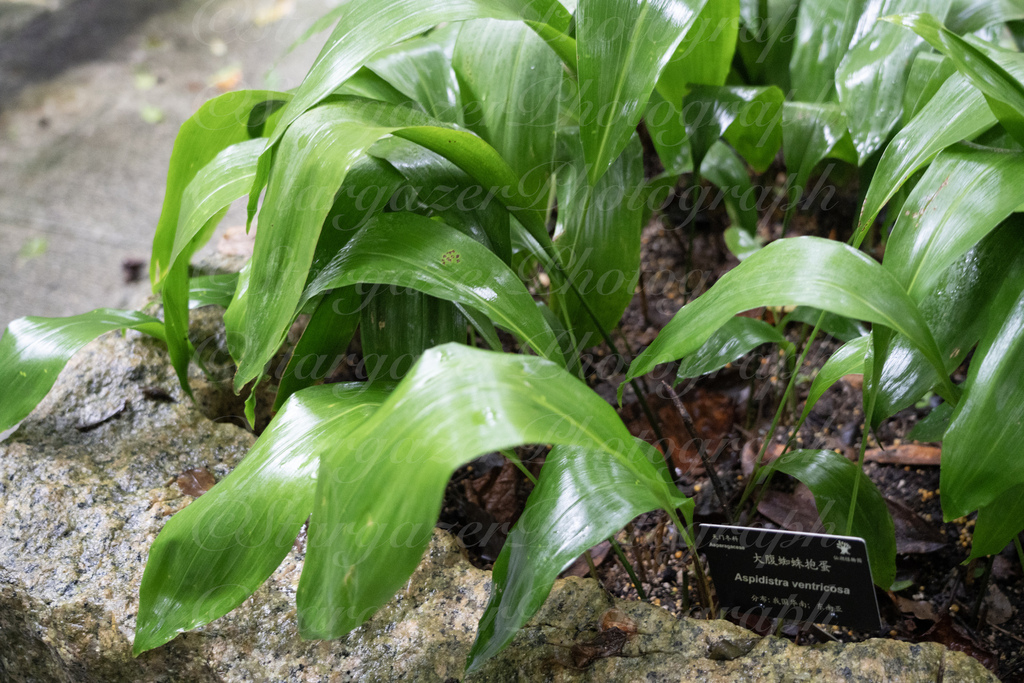 Aspidistra ventricosa (Aspidistra ventricosa)