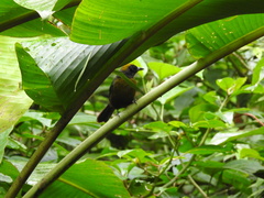 Mitrospingus cassinii