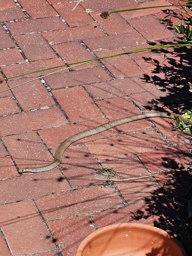 Eastern Brown Snake sighting