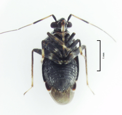 Charagochilus