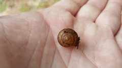 Helminthoglypta sonoma